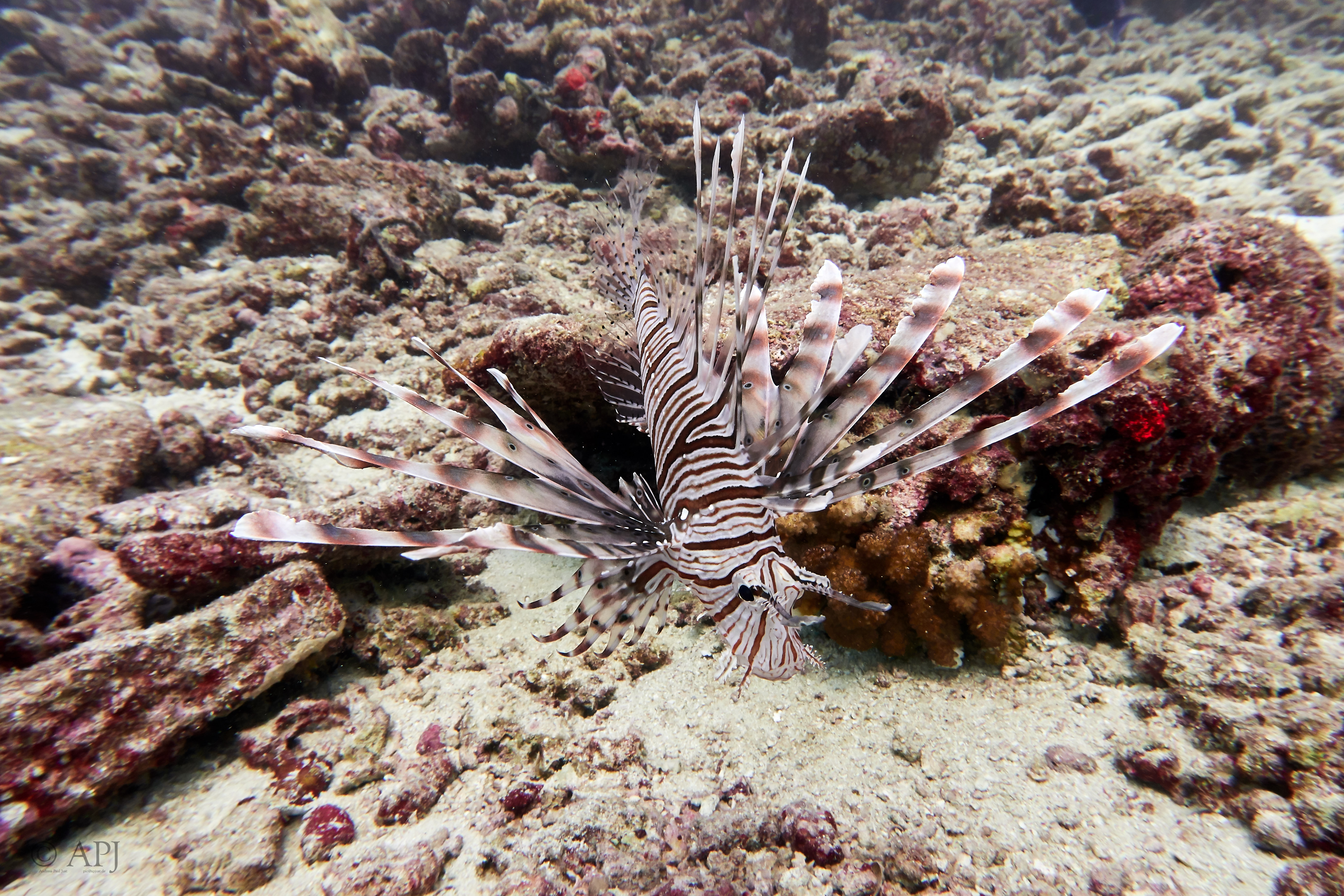 001061 16 08 17  Canon PowerShot G7 X Mark II   Malediven2017